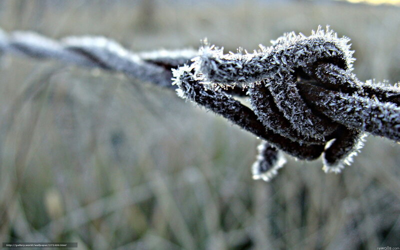 Frost-covered Barbed Wire — White