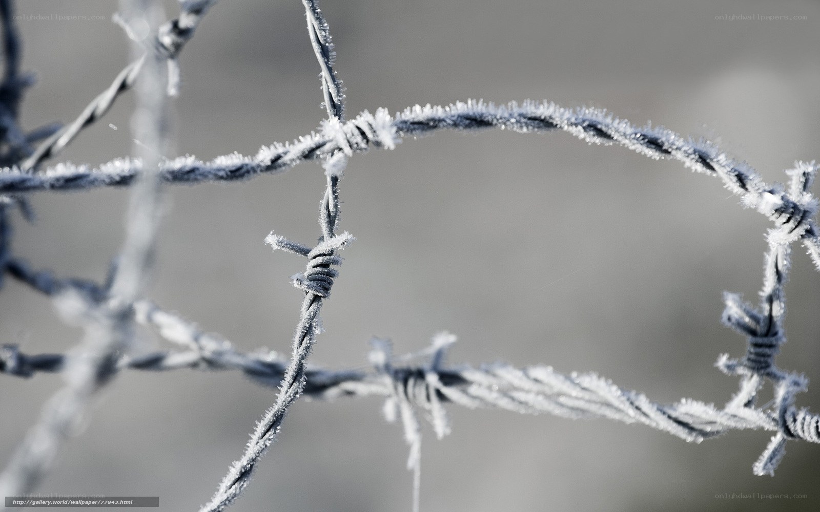 Frost-covered barbed wire