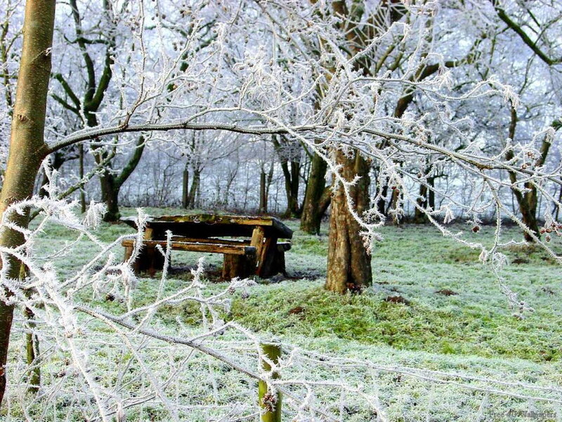 Frost-covered Bench