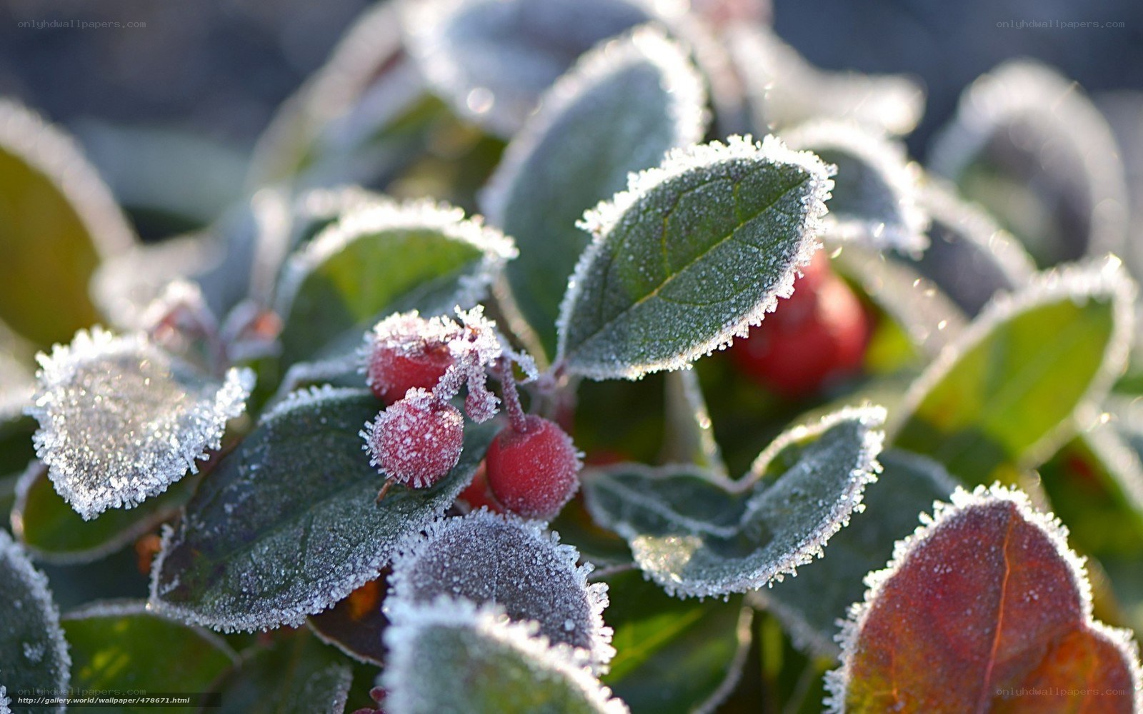 Frost-covered berries and leaves