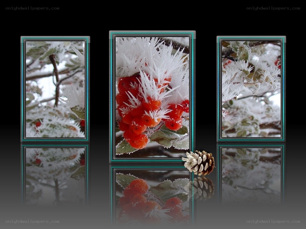 frost-covered berries and pinecone
