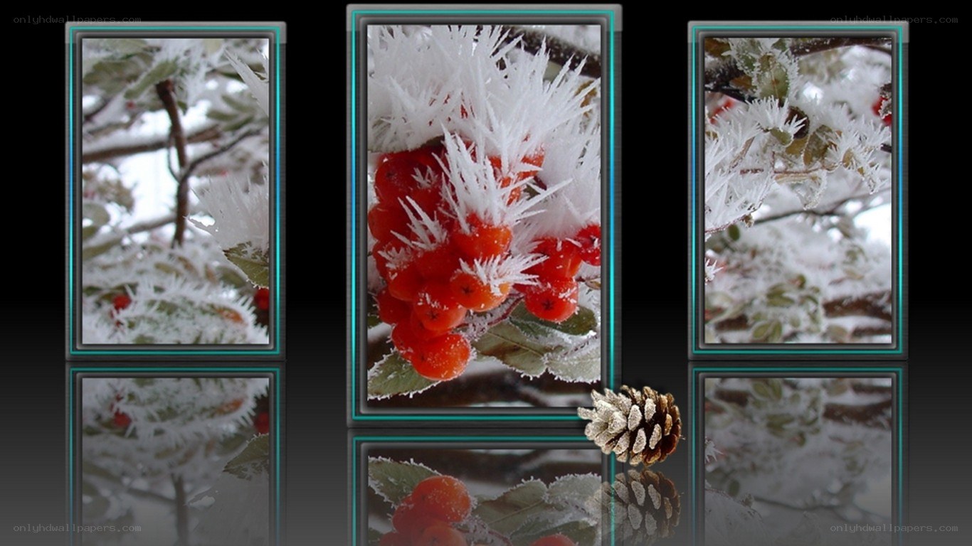 frost-covered berries and pinecone