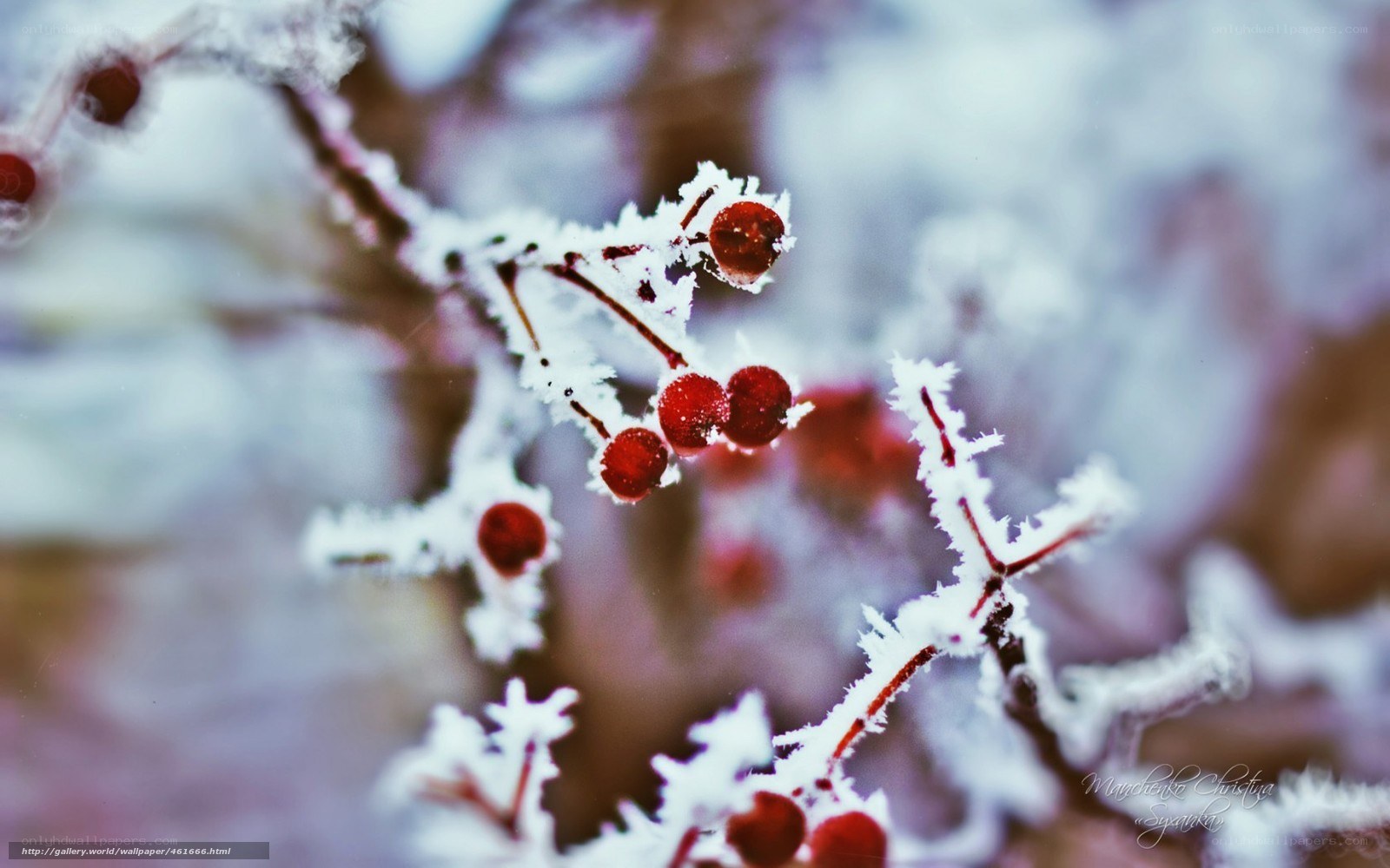 frost-covered berries in winter
