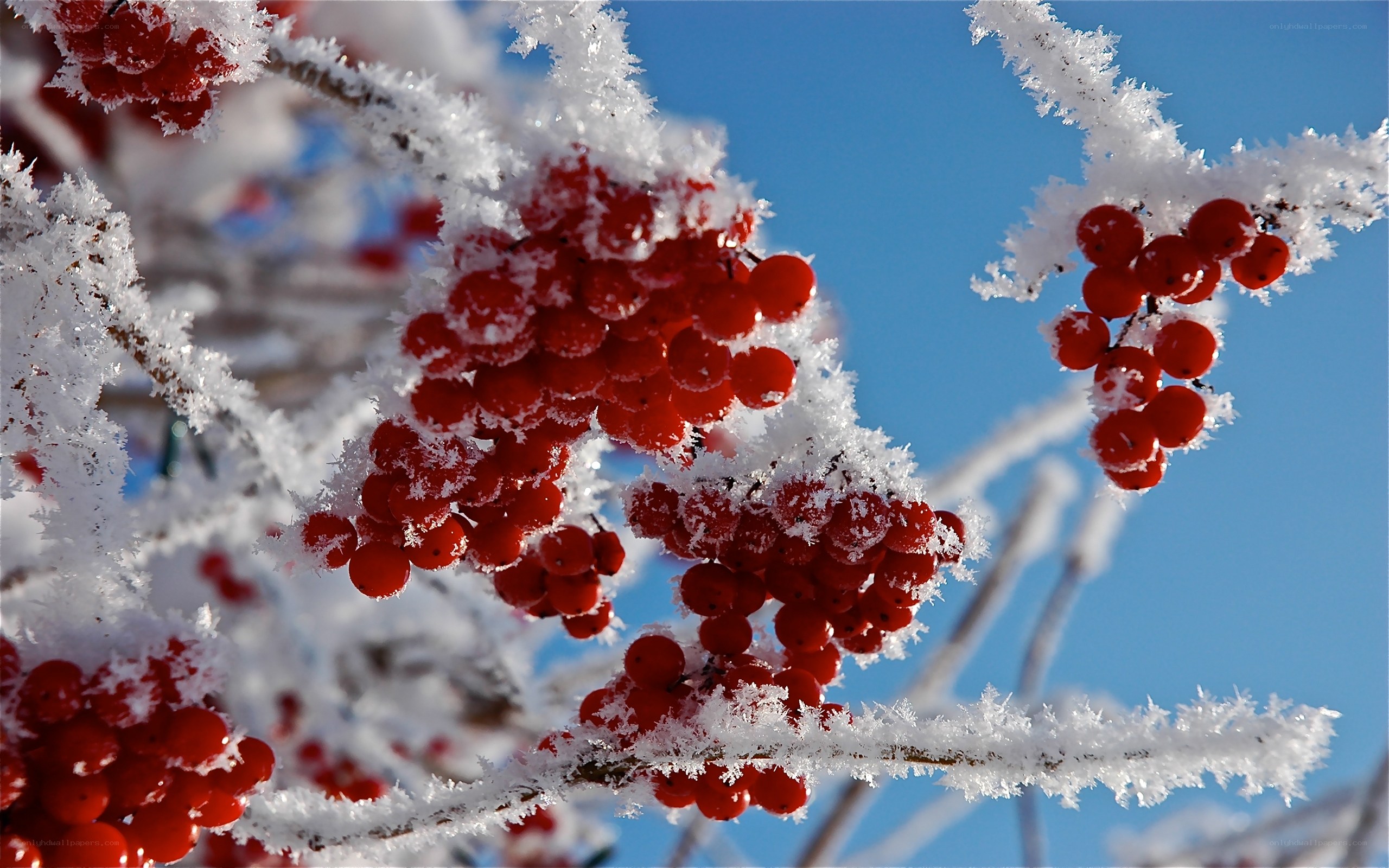 frost-covered berries in winter