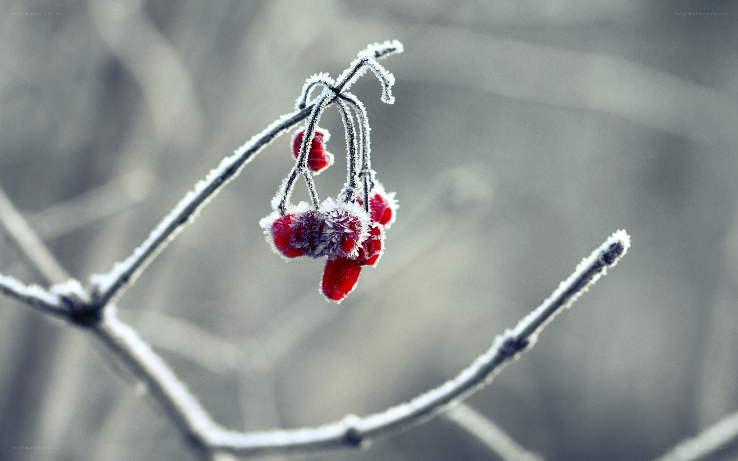 frost-covered berries on a branch