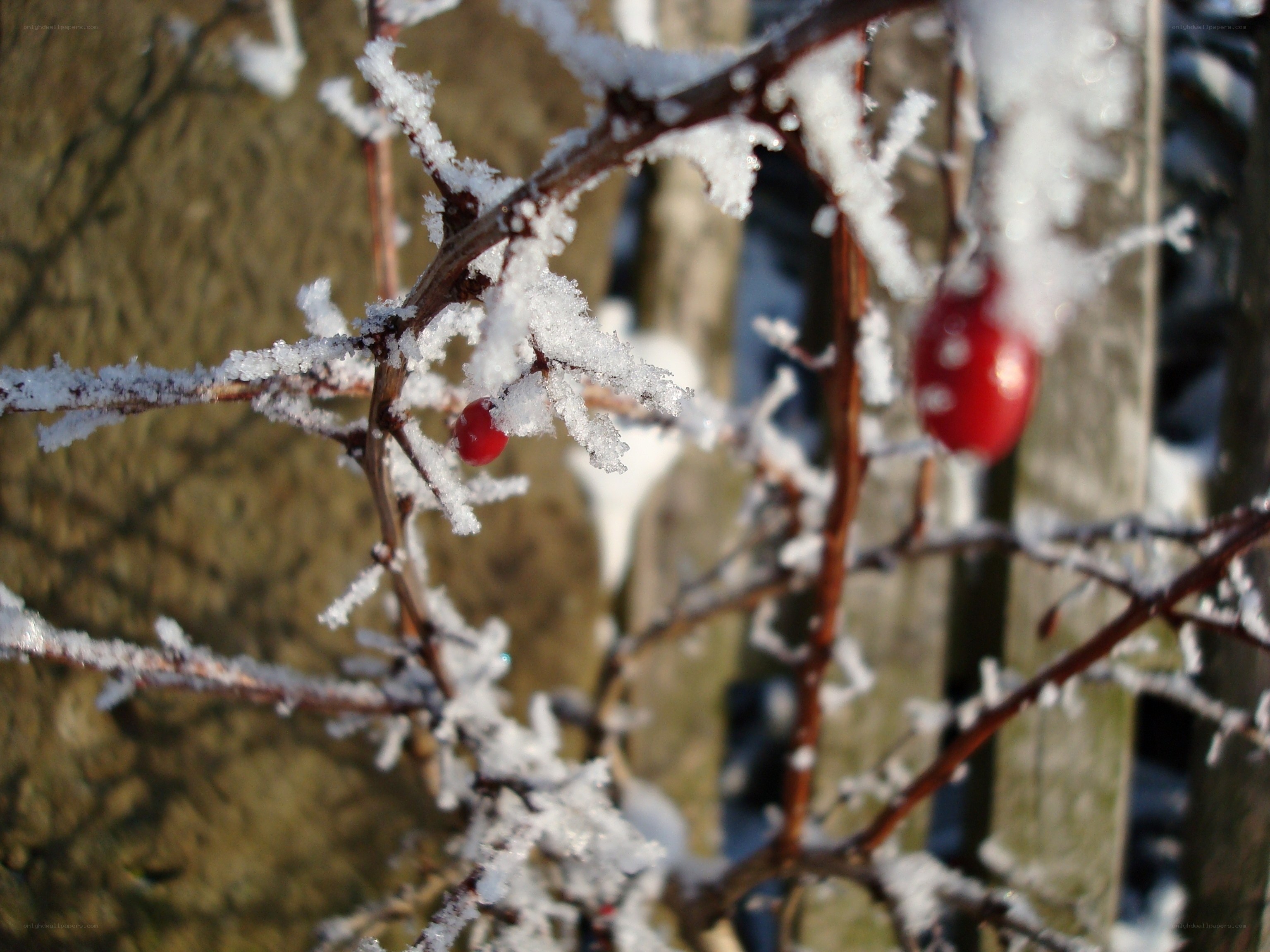 frost-covered berries on a branch
