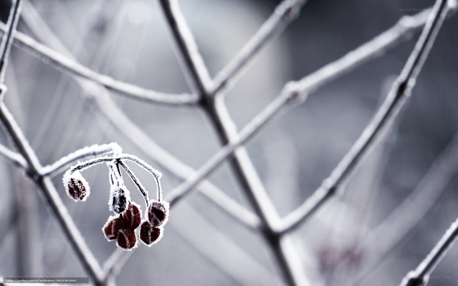frost-covered berries on a branch