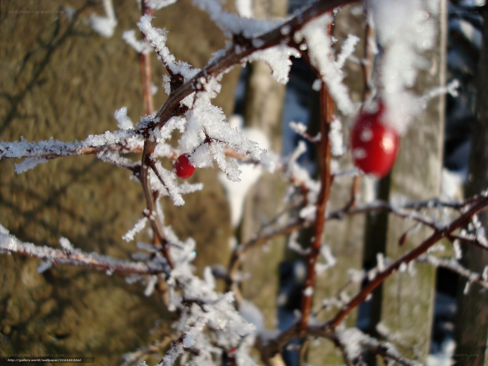 frost-covered berries on a branch