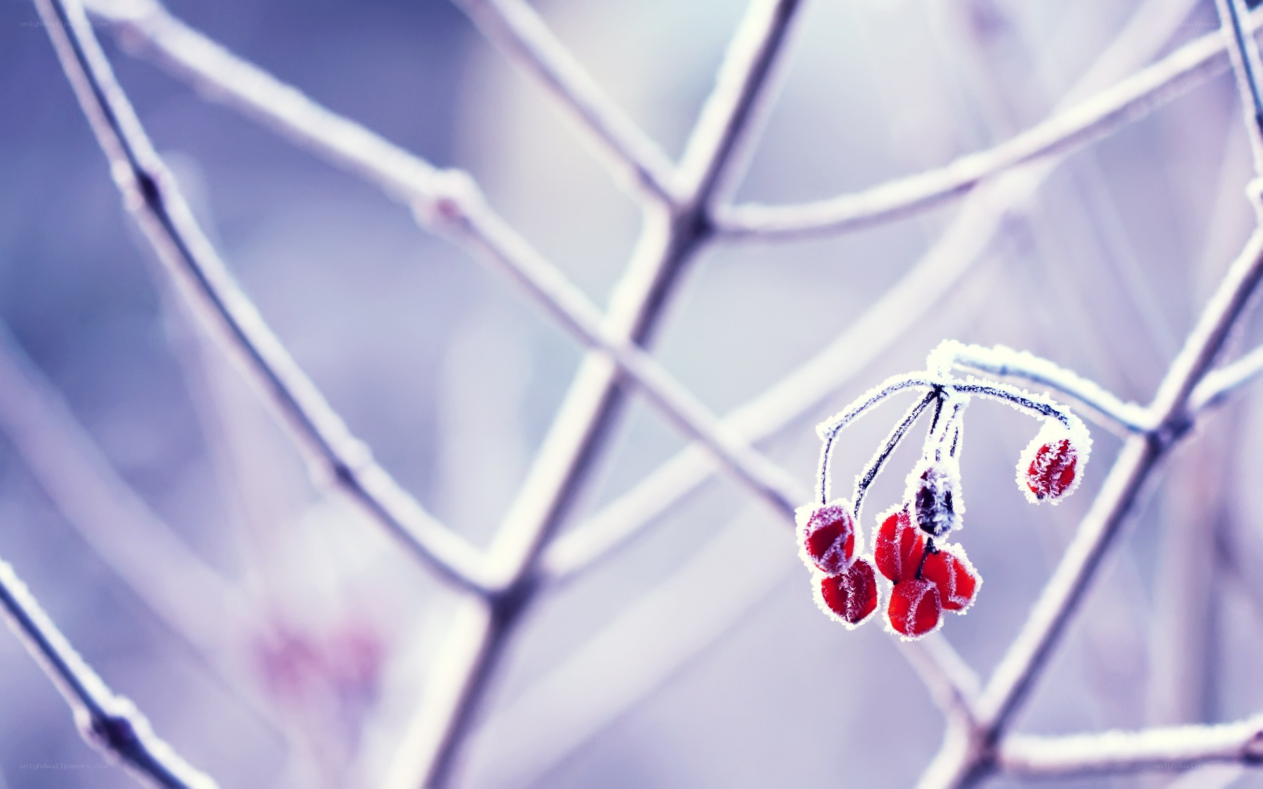frost-covered berries on a branch