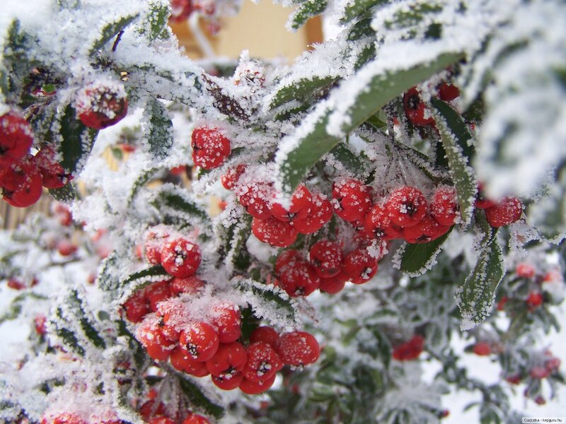 Frost-covered berries on a bush