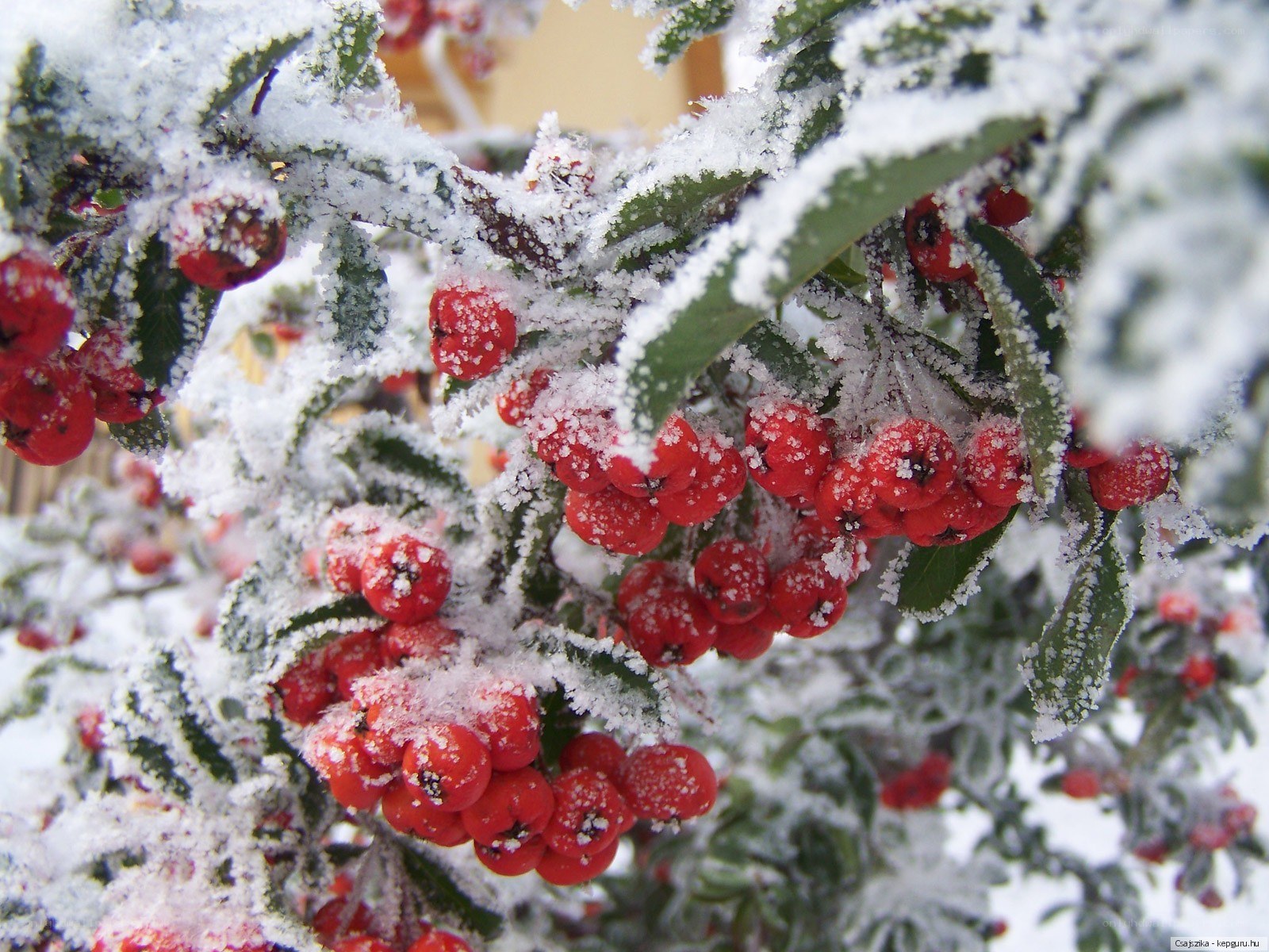 Frost-covered berries on a bush