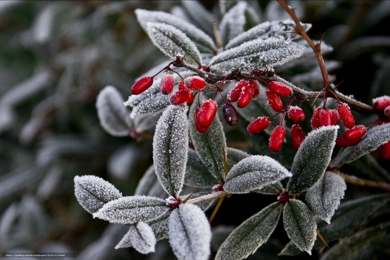 Frost-covered berries on a bush