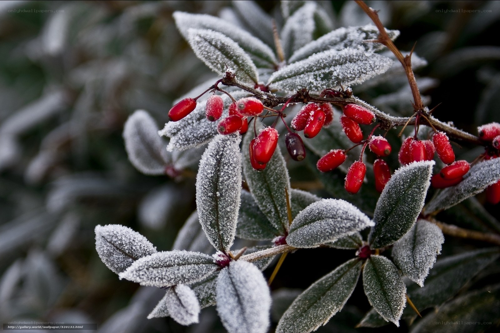 Frost-covered berries on a bush
