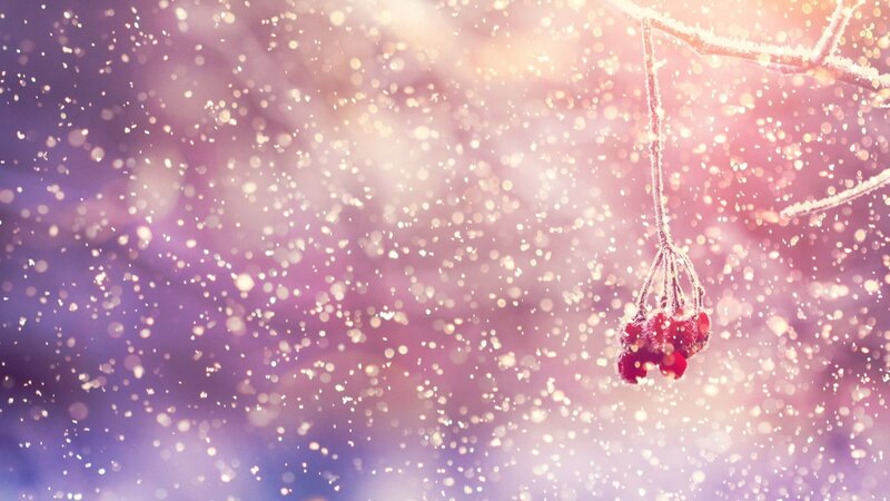 Frost-covered Berries on Branch — Purple