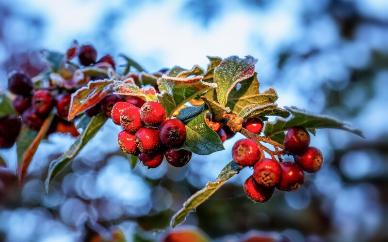 Frost-covered Berries on Branch — Red, Cold, Winter, Photograph
