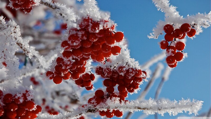 Frost-covered Berries on Branch — Red