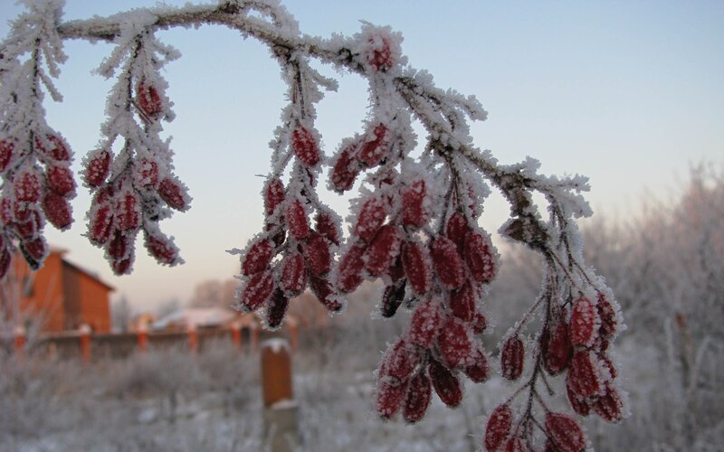 Frost-covered Berries on Branch