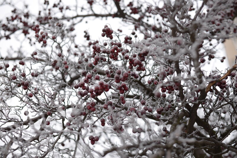 Frost-covered Berries on Branches — Red