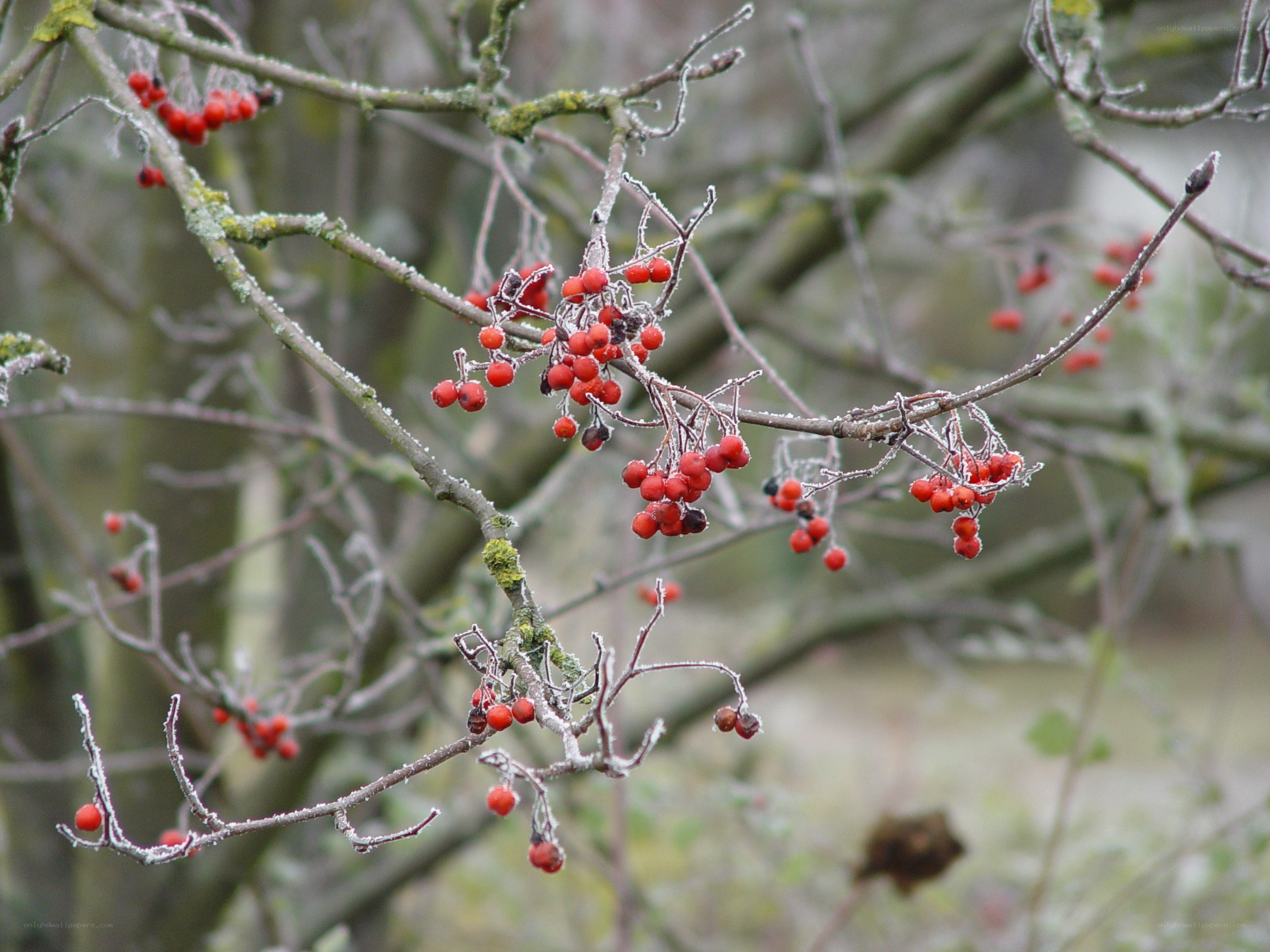 frost-covered berries on branches