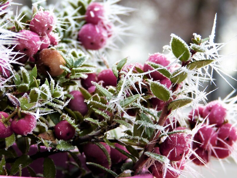 Frost-covered Berries — Pink