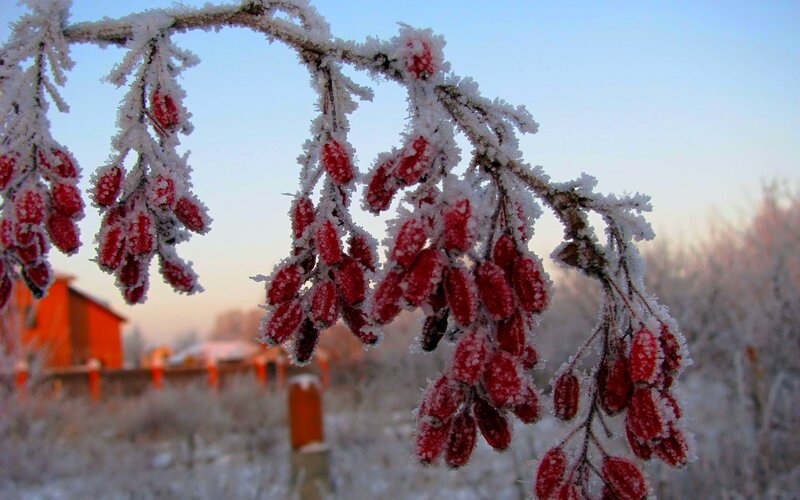 Frost-covered Berries — Red, Cold