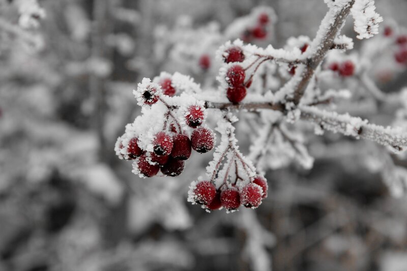 Frost-covered Berries — Red, Cold, Winter, Photograph, Branch, Snow