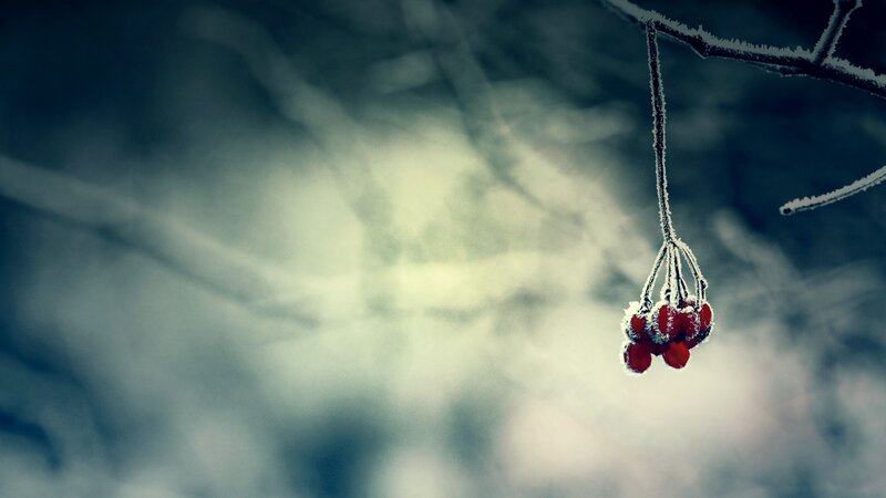 Frost-covered Berries — Red, Cold, Winter, Photograph, Branch