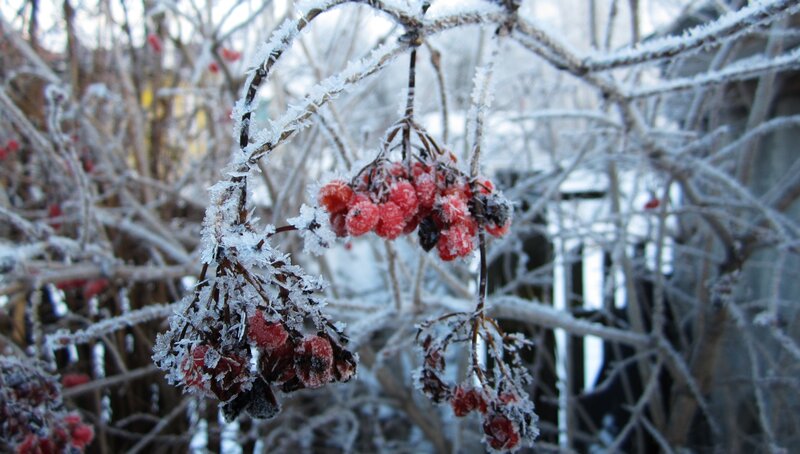 Frost-covered Berries — Red, Cold, Winter, Photograph, Branches, Frost