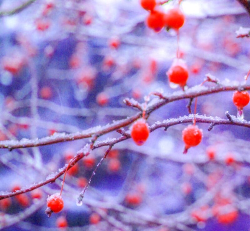 Frost-covered Berries — Red, Cold, Winter, Photograph, Branches, Snow
