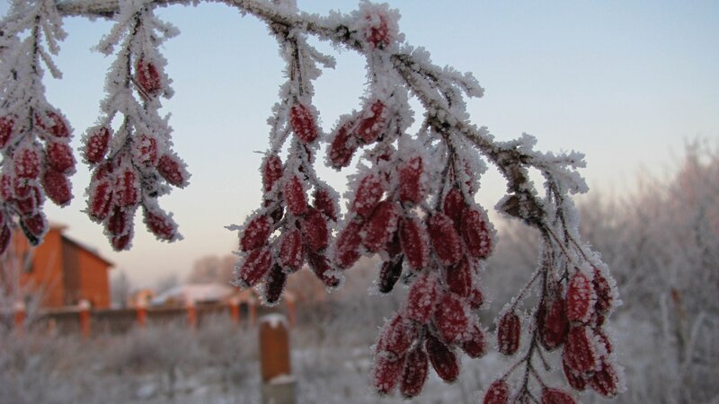 Frost-covered Berries — Red, Cold, Winter, Photograph, Branches