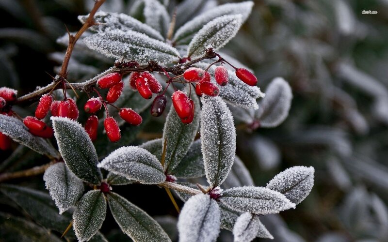 Frost-covered Berries — Red, Cold, Winter, Photograph, Leaves