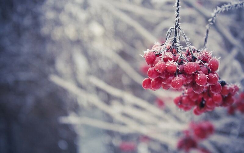 Frost-covered Berries — Red, Cold, Winter, Photograph