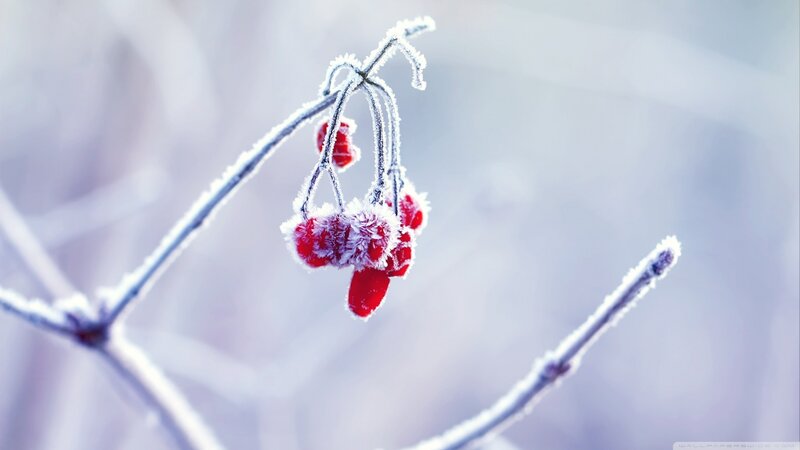 Frost-covered Berries — Red, Cold, Winter