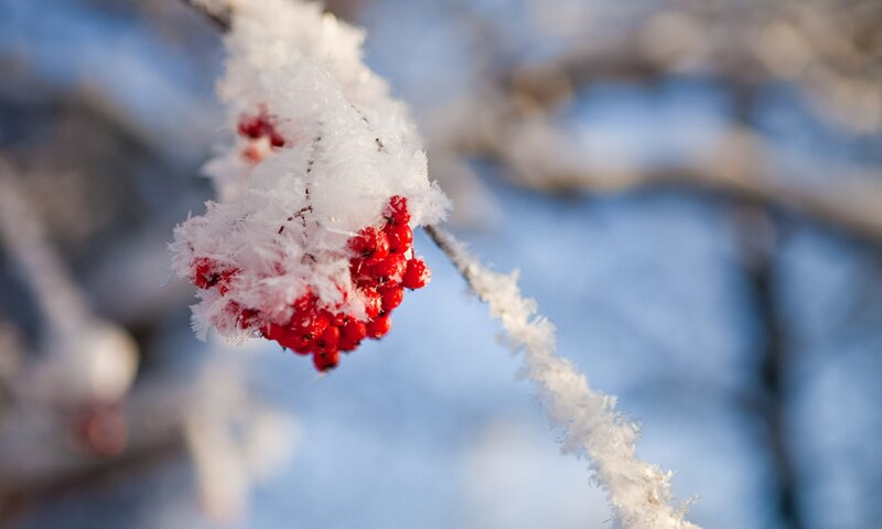 Frost-covered Berries