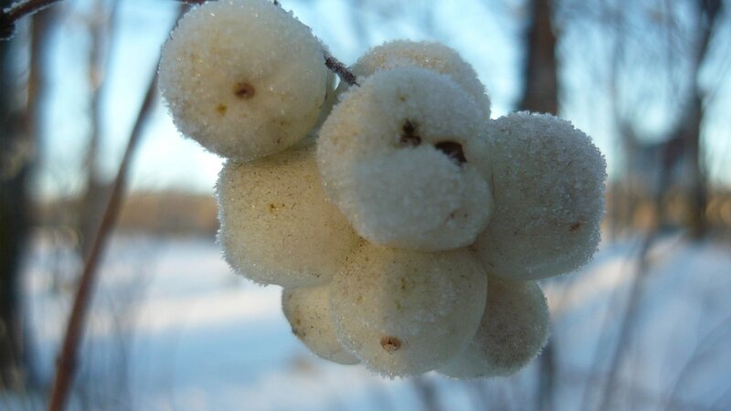 Frost-covered Berries — White, Cold