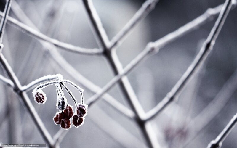 Frost-covered Berries — White