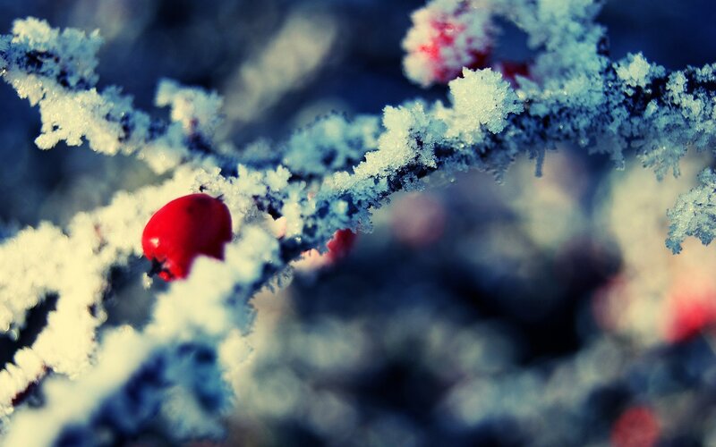 Frost-covered Berry Branch
