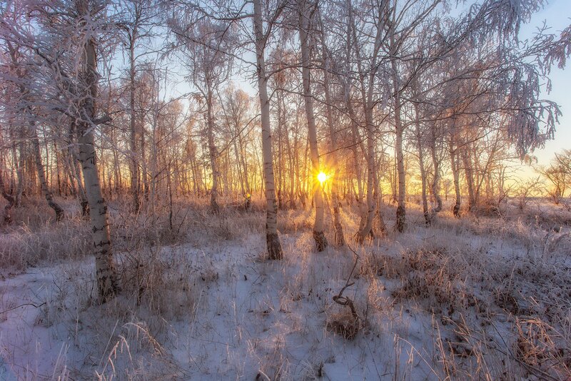 Frost-covered Birch Forest