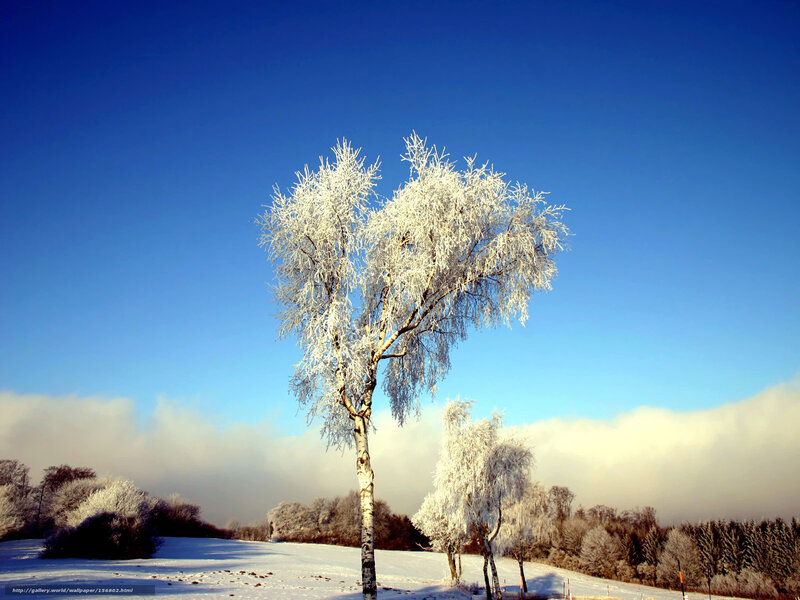 Frost-covered Birch Tree — Blue, Serene