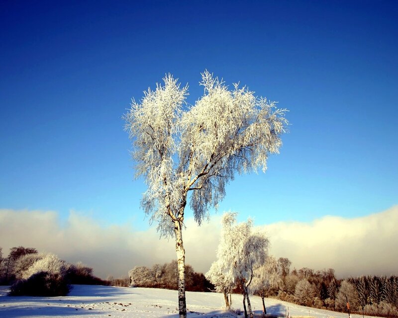 Frost-covered Birch Tree — Blue