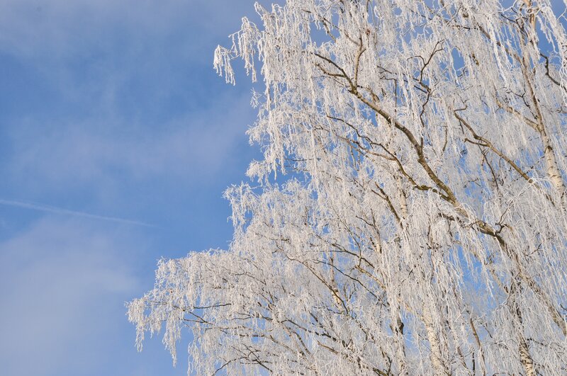 Frost-covered Birch Tree — White, Serene