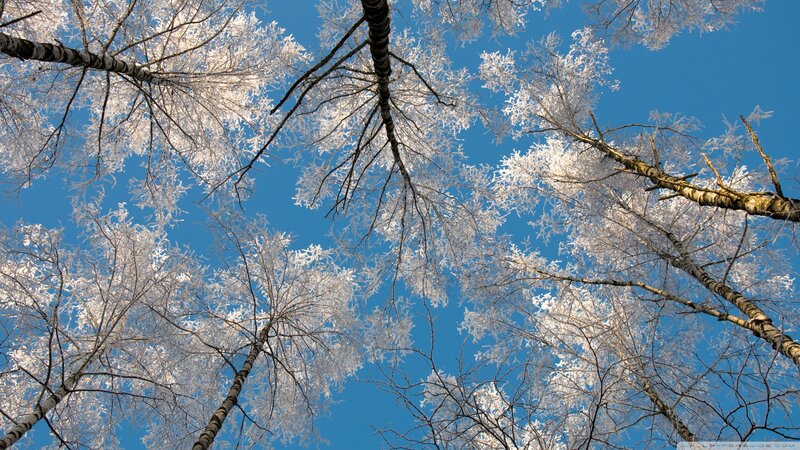 Frost-covered Birch Trees — Blue, Serene