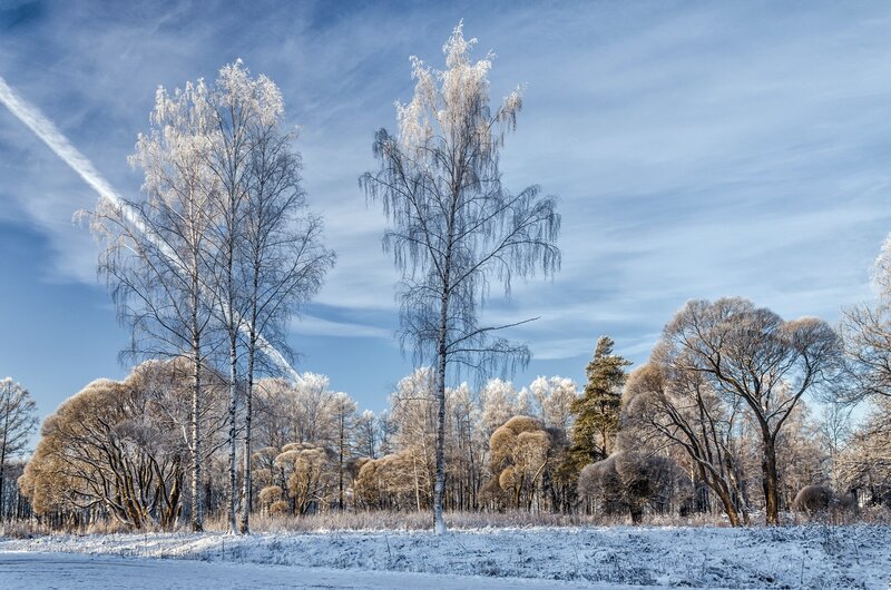 Frost-covered Birch Trees — Blue, Serene, Winter