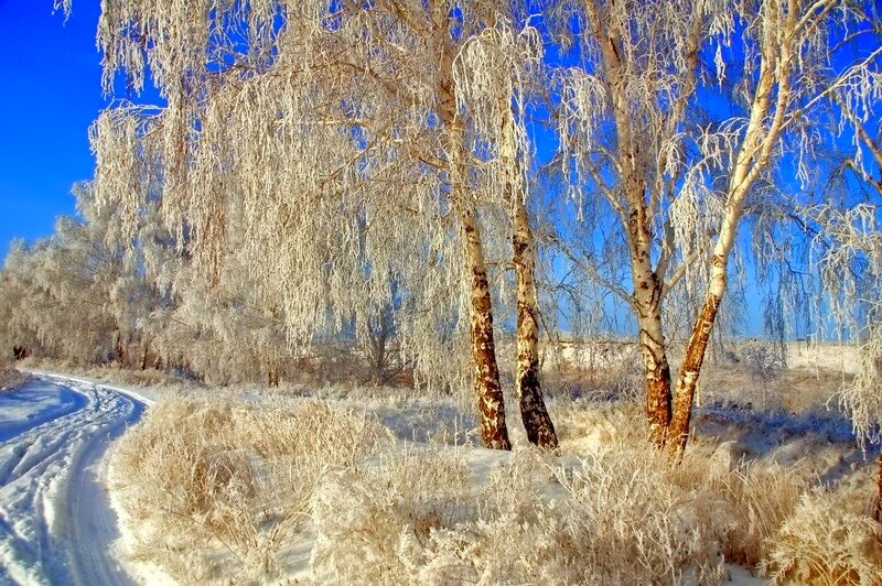 Frost-covered Birch Trees — Blue