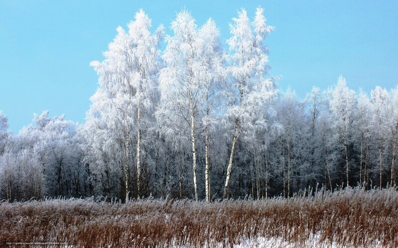 Frost-covered birch trees in winter