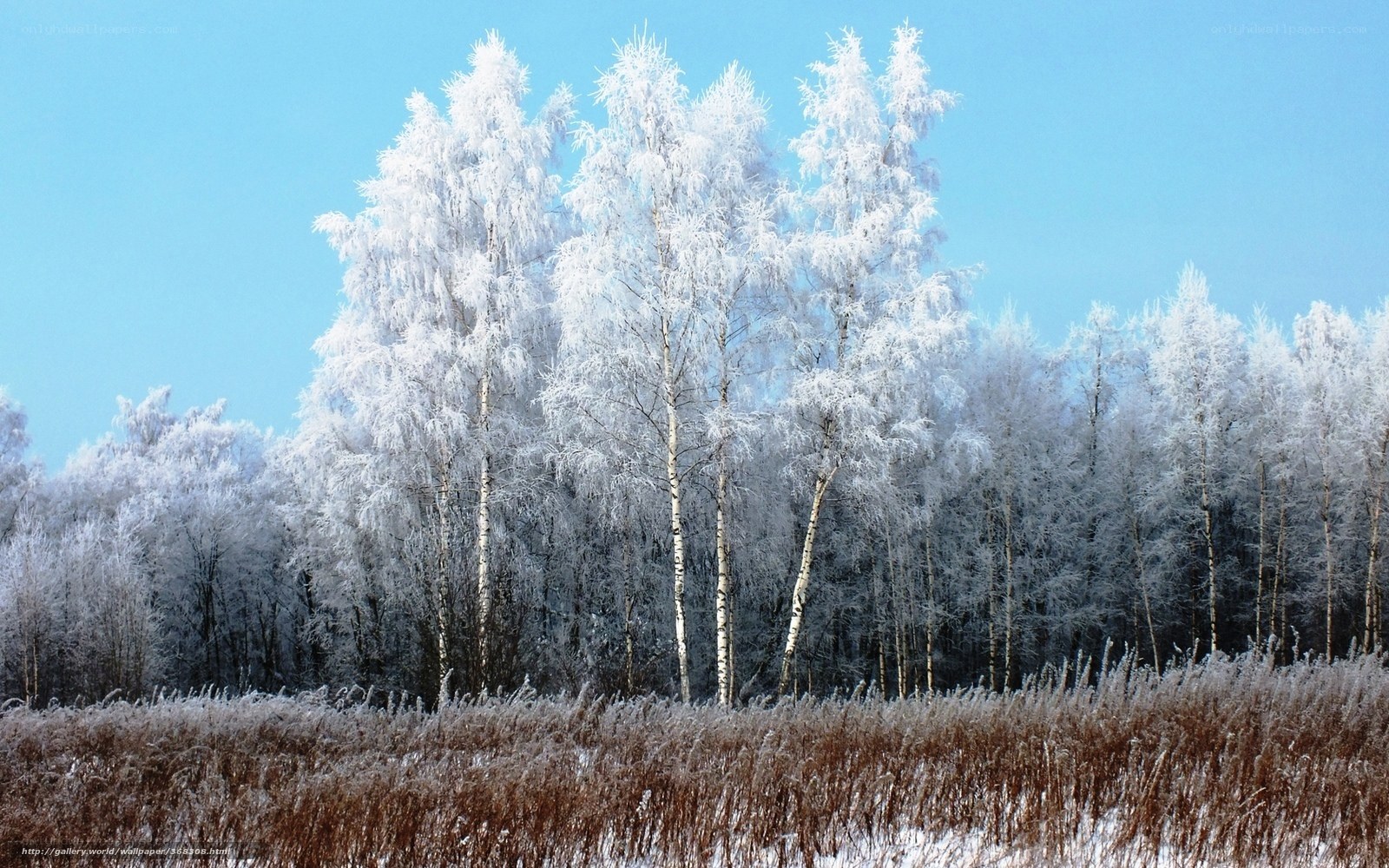 Frost-covered birch trees in winter