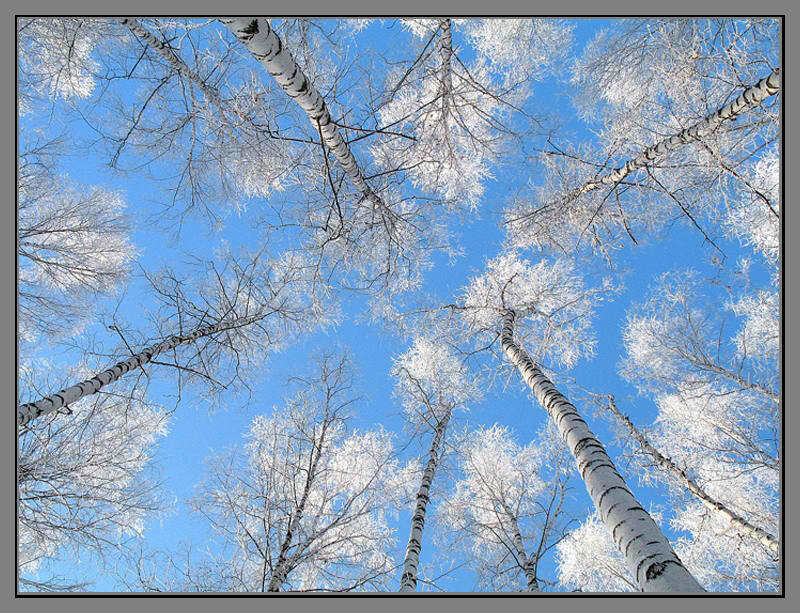 Frost-covered Birch Trees