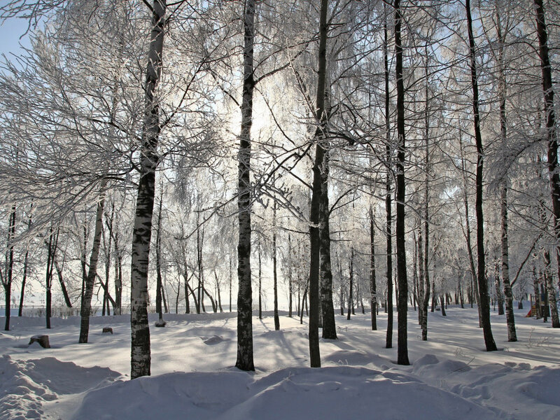 Frost-covered Birch Trees — White, Serene