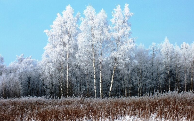 Frost-covered Birch Trees — White, Serene, Winter, Photograph, Grass