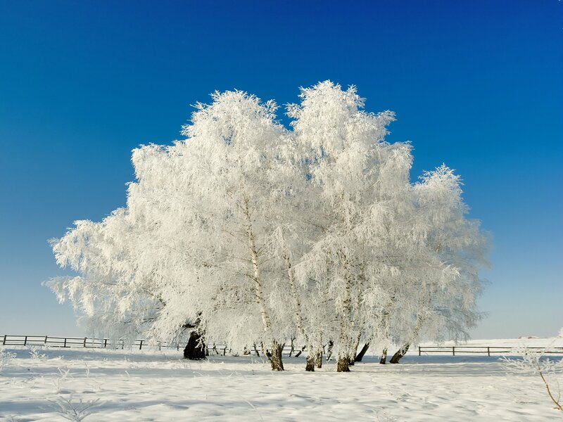 Frost-covered Birch Trees — White, Serene, Winter, Photograph